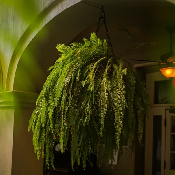 Larhe drooping plant