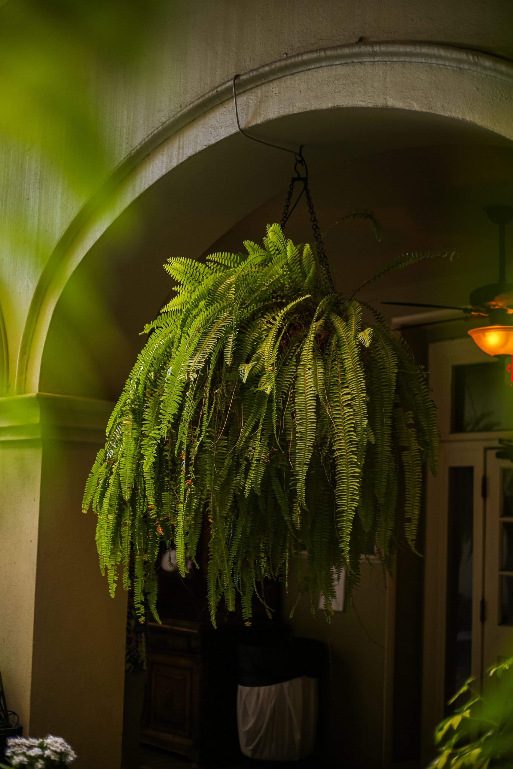 Larhe drooping plant