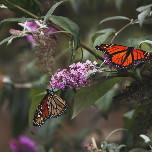 Two beautiful monarch butterflies, feeding on the flowers of a butterfly bush.