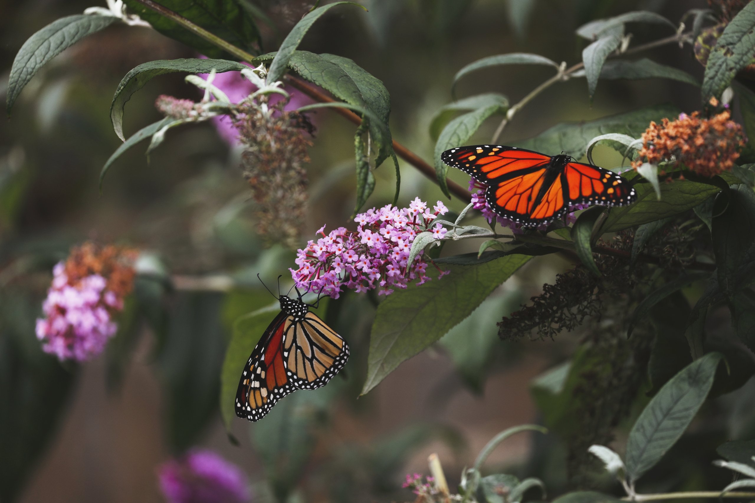 Two beautiful monarch butterflies, feeding on the flowers of a butterfly bush.