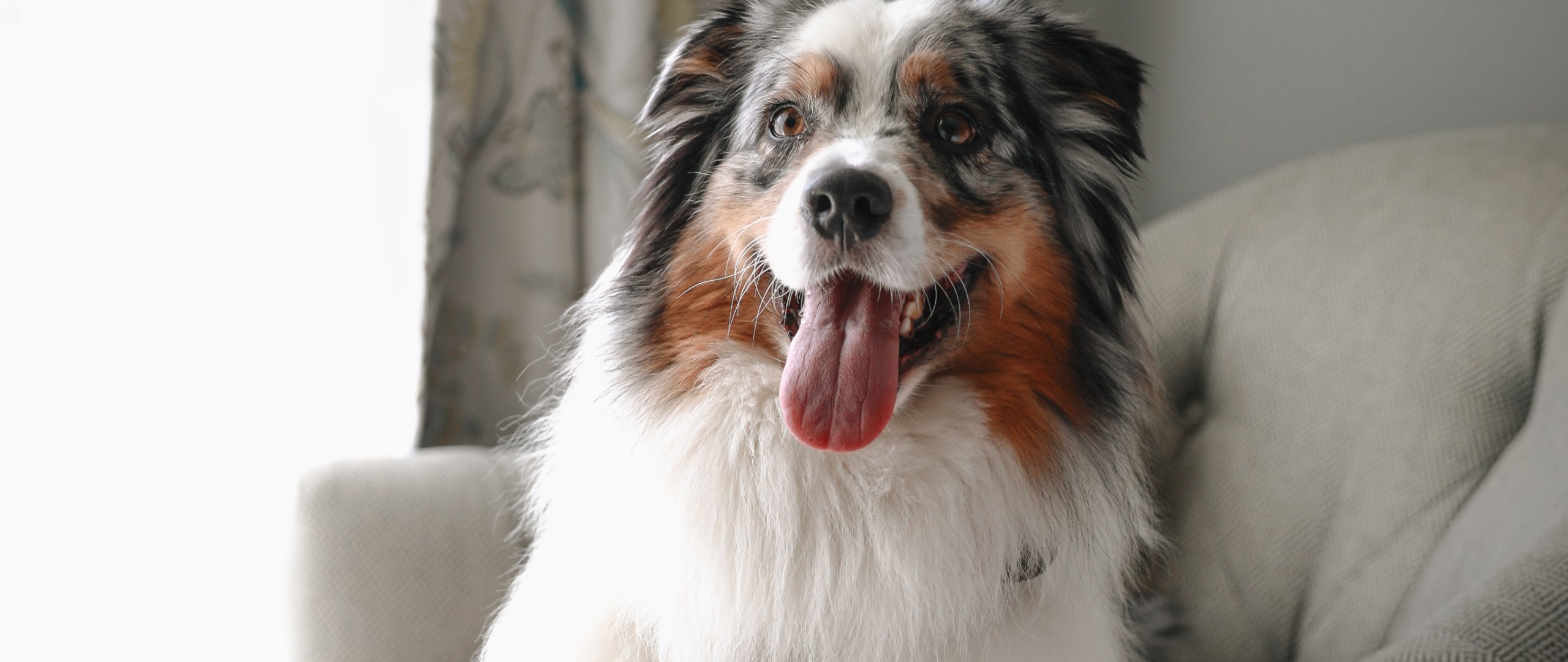 Border collie dog breed sitting on a chair with paws hanging over the arm of the chair