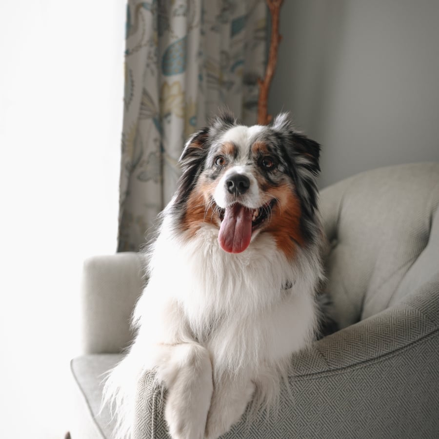 Border collie dog breed sitting on a chair with paws hanging over the arm of the chair